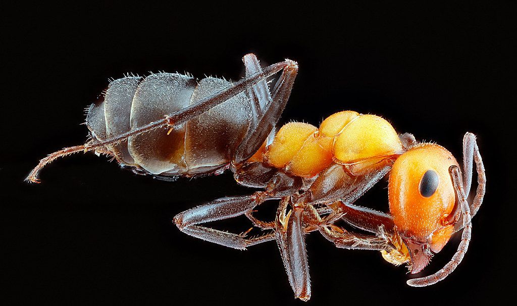 Ant Control service in Dearborn Heights, MI
