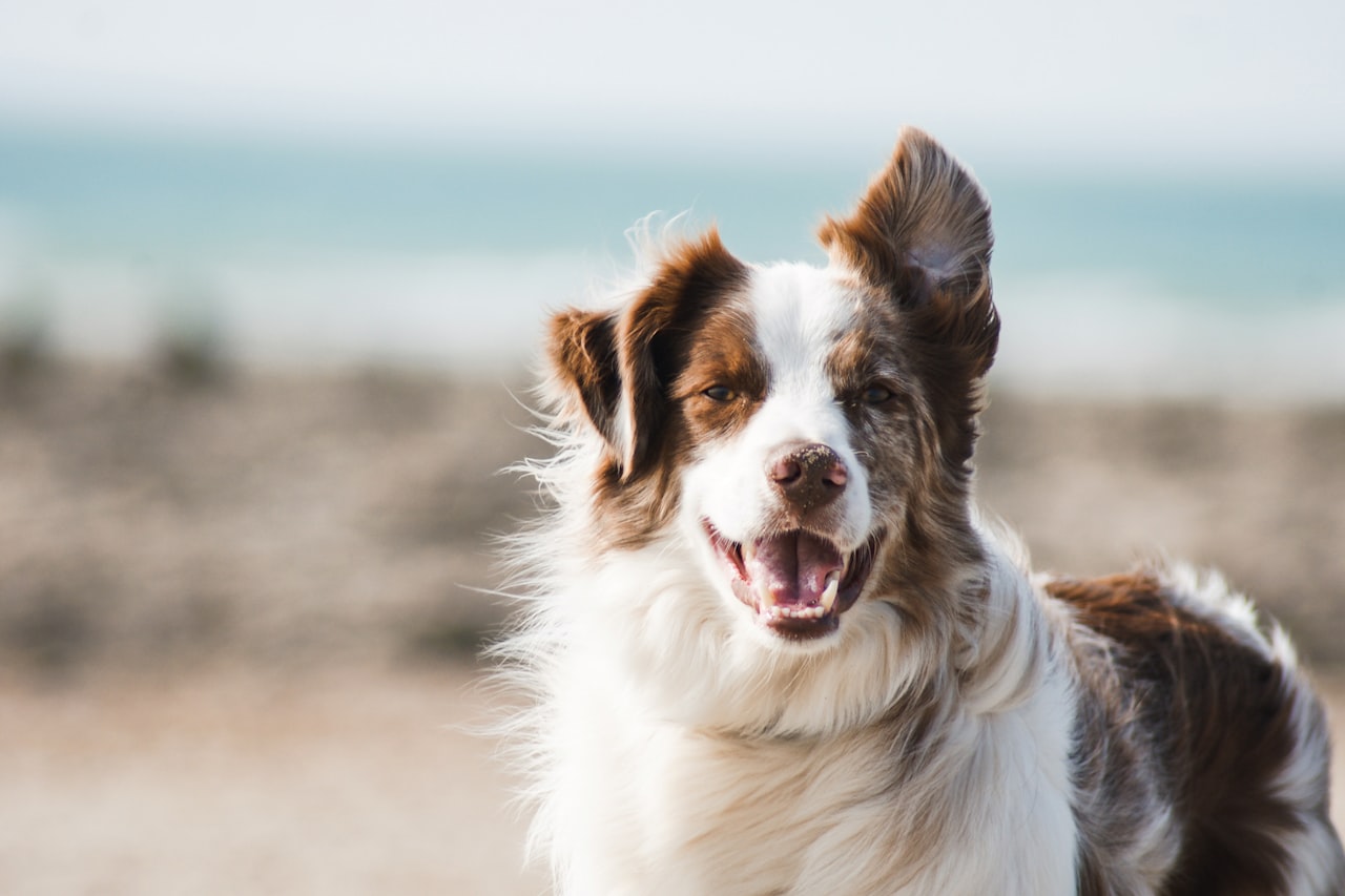 Flea & Tick Control service in Dearborn Heights, MI