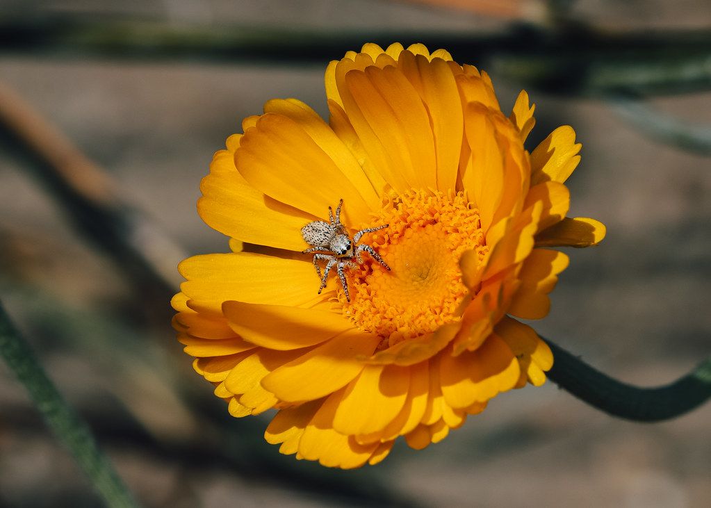 Spider Control service in Dearborn Heights, MI